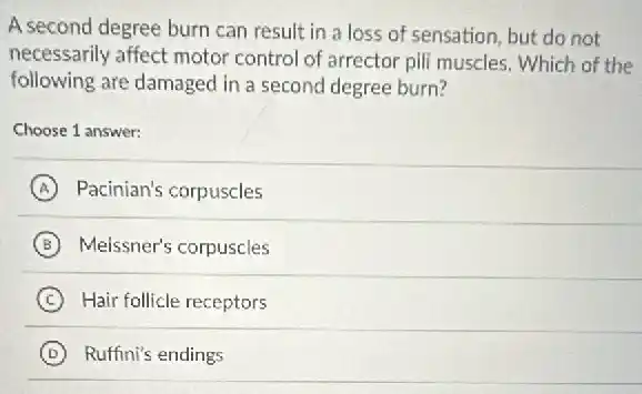 A second degree burn can result in a loss of sensation, but do not
necessarily affect motor control of arrector pill muscles. Which of the
following are damaged in a second degree burn?
Choose 1 answer:
A Pacinian's corpuscles
B Meissner's corpuscles
C Hair follicle receptors
D Ruffini's endings