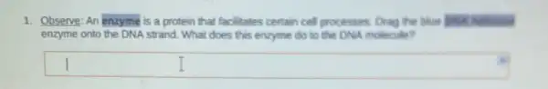 1. Observe: An enzyme is a protein that facilitates certain cell processes. Dray the blue bikl helicand
enzyme onto the DNA strand. What does this enzyme do to the DNA imolecule?
square