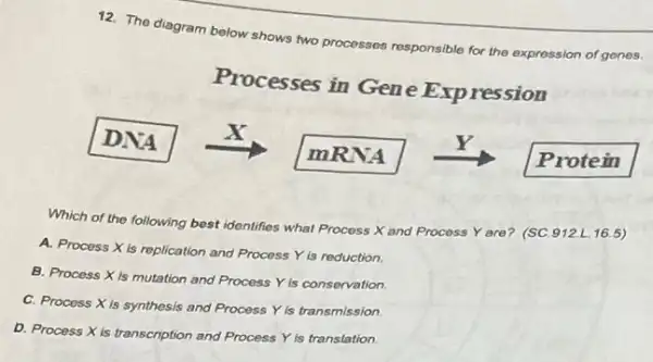 12. The diagram below shows two processes
responsible for the expression of genes.
Processes in Gene Expression
DNA
X
Y
Protein
mRNA
Which of the following best identifies what Process X and Procoss Y are? (SC.912 L. 16.5)
A. Process X is replication and Process Y is reduction.
B. Process Xis mutation and Process Y is conservation.
C. Procoss Xis synthesis and Process Y is transmission.
D. Process Xis transcription and Process Yis translation