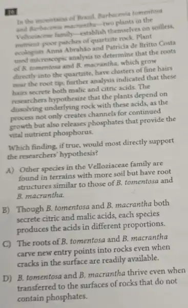 16
In the mountains of Braril, Barbacenia tomentosa
and Barbacenis macrantha-two plants in the
Velloriacene family establish themselves on soilless,
nutrient-poor patches of quartzite rock. Plant
ecologists Anna Abrahão and Patricia de Britto Costa
used microscopic analysis to determine that the roots
of B. tomentosa and B. macrantha, which grow
directly into the quartzite.have clusters of fine hairs
near the root tip,further analysis indicated that these
hairs secrete both malic and citric acids. The
researchers hypothesize that the plants depend on
dissolving underlying rock with these acids,as the
process not only creates channels for continued
growth but also releases phosphates that provide the
vital nutrient phosphorus.
Which finding, if true,would most directly support
the researchers hypothesis?
A) Other species in the Velloziaceae family are
found in terrains with more soil but have root
structures similar to those of B. tomentosa and
B. macrantha.
B) Though B.tomentosa and B.macrantha both
secrete citric and malic acids, each species
produces the acids in different proportions.
C) The roots of B. tomentosa and B.macrantha
carve new entry points into rocks even when
cracks in the surface are readily available.
D) B. tomentosa and B. macrantha thrive even when
transferred to the surfaces of rocks that do not
contain phosphates.