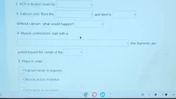 2. ACh is broken down by square 
3. Calcium ions flood the square  and bind to square 
Without calcium, what would happen? square 
4. Muscle contractions start with a
square  , thin filaments are
pulled toward the center of the square 
5. Place in order:
Calcium binds to troponin
square  Muscle Action Potential
ACh hinds to recentors