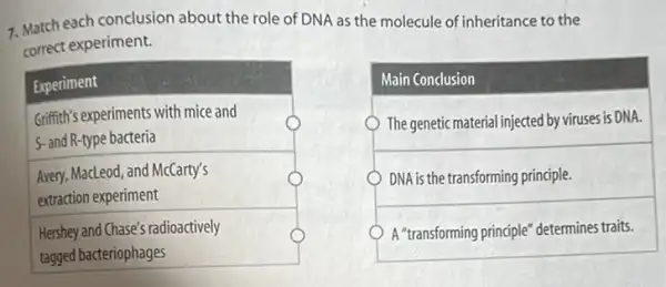 7. Match each conclusion about the role of DNA as the molecule of inheritance to the
correct experiment.
Experiment
Griffith's experiments with mice and
S-and R-type bacteria
Avery, MacLeod, and McCarty's
extraction experiment
Hershey and Chase's radioactively
tagged bacteriophages
Main Conclusion
The genetic material injected by viruses is DNA.
DNA is the transforming principle.
A "transforming principle determines traits.