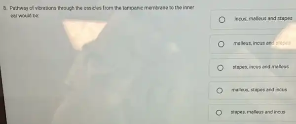 8. Pathway of vibrations through the ossicles from the tampanic membrane to the inner
ear would be:
incus, malleus and stapes
malleus, incus and stapes
stapes, incus and malleus
malleus, stapes and incus
stapes, malleus and incus