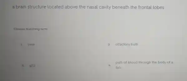 a brain structure located above the nasal cavity beneath the frontal lobes
Choose matching term
liver
2 olfactory bulb
3 gills
4
path of blood through the body of a
fish: