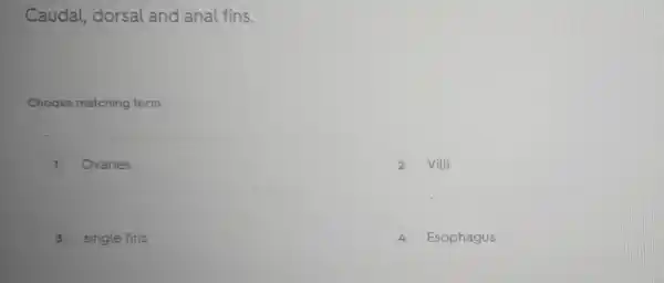 Caudal dorsal and anal fins.
Choose matching term
1 Ovaries
2 Villi
3 single fins
4 Esophagus