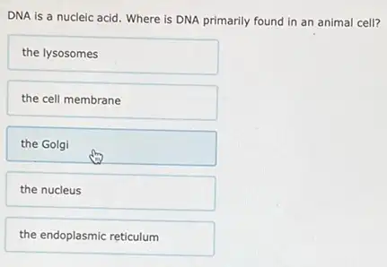 DNA is a nucleic acid. Where is DNA primarily found in an animal cell?
the lysosomes
the cell membrane
the Golgi
the nucleus
the endoplasmic reticulum