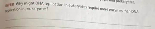 Why might DNA replication in eukaryotes require more enzymes than DNA
replication in prokaryotes?
__