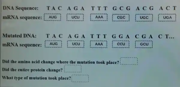 DNA Sequence:TAC AG A TTT G C G A C G A C T
mRNA sequence:passases UCU AAA
pasanan.
UGA
Mutated DNA: TAC AGA T T T G G A C G A C T __
mRNA sequence:AUG UCU AAA ccu GCU
Did the amino acid change where the mutation took place? square 
Did the entire protein change? square 
What type of mutation took place? square