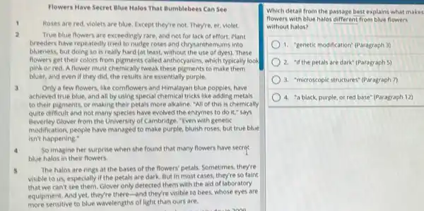 Flowers Have Secret Blue Malos That Bumblebees Can See
1
Roses are red, violets not. They're, er, violet.
2	True blue flowers are exceedingly rare, and not for lack of effort.Plant
breeders have repeatedly tried to nudge roses and chrysanthemums into
blueness, but doing so is really hard (at least.without the use of dyes). These
flowers get their colors from pigments called anthocyanins.which typically look
pink or red, A flower must chemically tweak these pigments to make them
bluer, and even if they did, the results are essentially purple.
3	Only a few flowers, like comflowers and Himalayan blue popples, have
achieved true blue, and all by using special chemical tricks like adding metals
to their pigments, or making their petals more alkaline, "All of this is chemically
quite difficult and not many species have evolved the enzymes to do it."says
Beverley Glover from the University of Cambridge. "Even with genetic
modification, people have managed to make purple, bluish roses, but true blue
isn't happening."
4 So imagine her surprise when she found that many flowers have secros.
blue halos in their flowers.
5 The halos are rings at the bases of the flowers' petals. Sometimes they're
visible to us, especially if the petals are dark. But in most cases, they're so faint
that we can't see them. Glover only detected them with the aid of laboratory
equipment, And yet, they're there-and they're visible to bees, whose eyes are
more sensitive to blue wavelengths of light than ours are.
zoo
Which detail from the passage best explains what makes
flowers with blue halos different from blue flowers
without halos?
1. "genetic modification" (Paragraph 3)
2. "If the petals are dark"(Paragraph 5)
3. "microscopic structures" Paragraph 7)
4. "a black, purple or red base" (Paragraph 12)