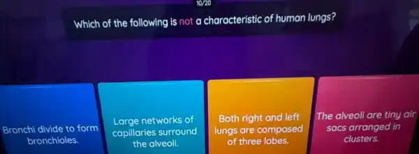 Which of the following is not a characteristic of human lungs?
Bronchi divide to form
bronchioles.
Large networks of
capillaries surround
the alveoli.
square  Both right and left
lungs are composed
The alveoli are tiny air
sacs arranged in
clusters.