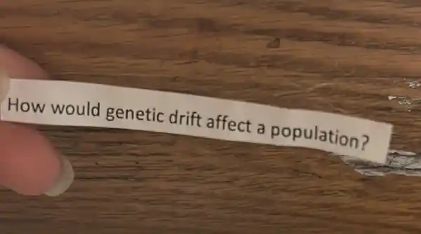 How would genetic drift affect a population?