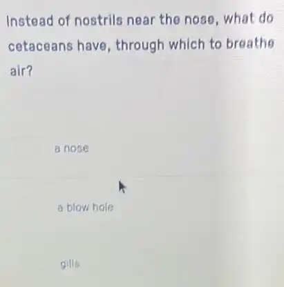 Instead of nostrils near the nooe,what do
cetaceans have through which to breathe
air?
a nose
a blow hole
gills