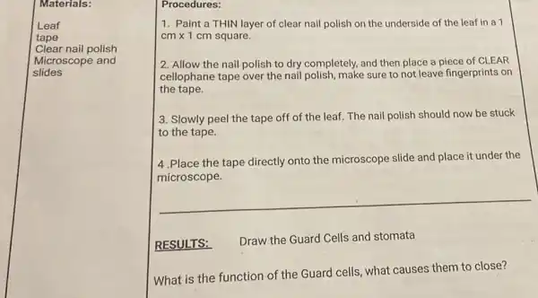 Materials:
Procedures:
.......layer of clear nail polish on the underside of the leaf in a1
cmtimes 1cm square.
2. Allow the nail polish to dry complétely and then place a piece of CLEAR
cellophane tape over the nail polish, make sure to not leave fingerprints on
the tape.
3. Slowly peel the tape off of the leaf. The nail polish should now be stuck
to the tape.
4.Place the tape directly onto the microscope slide and place it under the
microscope.
__
RESULTS:
Draw the Guard Cells and stomata
What is the function of the Guard cells what causes them to close?