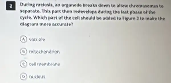 a During melosis, an organelle breaks down to allow chromosomes to
separate. This part then redevelops during the last phase of the
cycle. Which part of the cell should be added to Figure 2 to make the
diagram more accurate?
A vacuole
B mitochondrion
C cell membrane
D nucleus