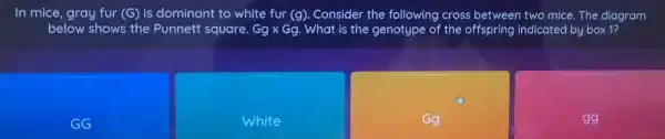 In mice, gray fur (G) is dominant to white fur (g). Consider the following cross between two mice. The diagram
below shows the Punnett square. Gg x Gg. What is the genotype of the offspring indicated by box 1?
GG
White
Gg
gg