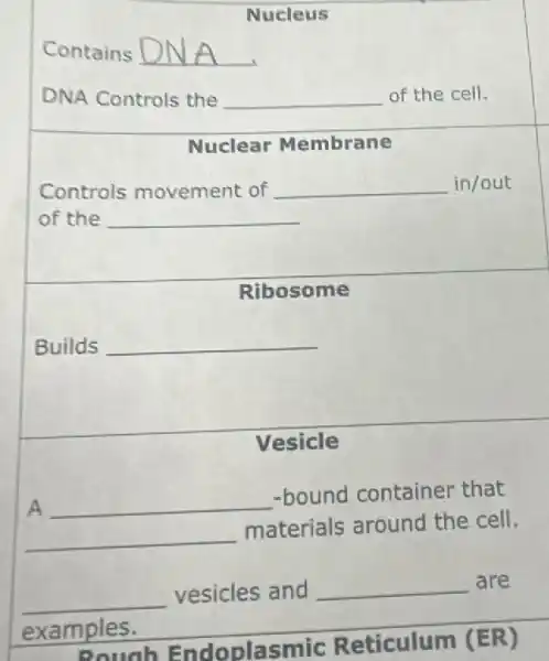 Nucleus
Contains __
DNA Controls the __ of the cell.
Nuclear Membrane
Controls movement of __ in/out
of the __
Ribosome
Builds __
Vesicle
A __
-bound container that
__
materials around the cell.
__ vesicles and __ are
examples.
Pouah Endoplasmic Reticulum (ER)