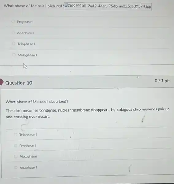 What phase of Meiosis I pictured? 2309+5500-7a42 -44e1-95 db-aa225ce89594.jpg
Prophase I
Anaphase I
Telophase I
Metaphase I
Question 10
What phase of Meiosis I described?
The chromosomes condense nuclear membrane disappears homologous chromosomes pair up
and crossing over occurs.
Telophase I
Prophase I
Metaphase I
Anaphase I
0/1 pts