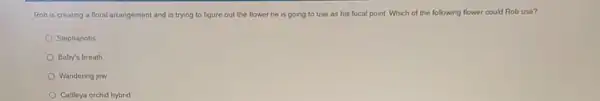 Rob is creating a floral arrangement and is trying to figure out the flower he is going to use as his focal point. Which of the following flower could Rob use?
Stephanotis
Baby's breath
Wandering jew
Cattleya orchid hybrid