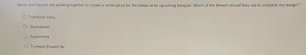 Sarah and Lauren are working together to create a centerpiece for the tables at an upcoming banquet. Which of the flowers should they use to complete the design?
Transvaal daisy
Stephanotis
Aglaonema
Trumpet (Easter) lily