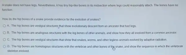 A snake does not have legs. Nevertheless, it has tiny hip-like bones in its midsection where legs could reasonably attach. The bones have no
function.
How do the hip bones of a snake provide evidence for the evolution of snakes?
A. The hip bones are vestigial structures that show evolutionary descent from an ancestor that had legs.
B. The hip bones are analogous structures with the leg bones of other animals, and show how they all evolved from a common ancestor.
C. The hip bones are vestigial structures that show that snakes, worms and other legless animals evolved by adaptive radiation.
D. The hip bones are homologous structures with the vertebrae and other bones of the snake, and show the sequence in which the vertebrate
skeleton evolved.