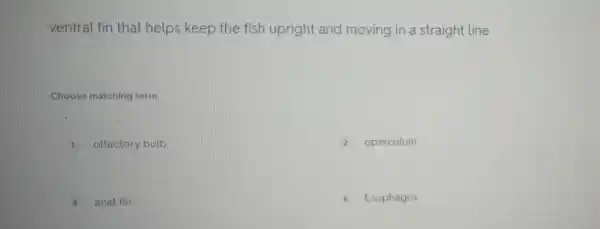 ventral fin tha t helps keep the fish upr ight an d mo ving in a straight line
Choose matching term
1 olfactory bulb
2 operculum
3 anal fin
4 Esophagus