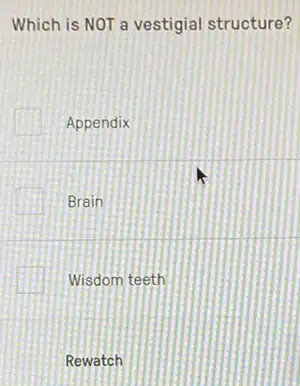 Which is NOT a vestigial structure?
Appendix
Brain
Wisdom teeth
Rewatch