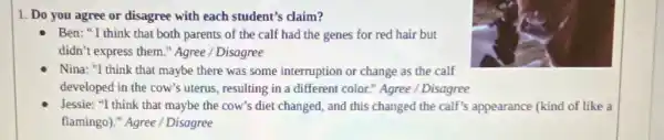 1. Do you agree or disagree with each student's claim?
- Ben: "I think that both parents of the calf had the genes for red hair but
didn't express them."Agree / Disagree
Nina: "I think that maybe there was some interruption or change as the calf
developed in the cow's uterus, resulting in a different color." Agree / Disagree
Jessie: "I think that maybe the cow's diet changed, and this changed the calf's appearance (kind of like a
flamingo)." Agree / Disagree