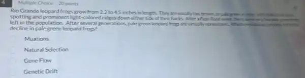 4
Multiple Choice 20 points
Rio Grande leopard frogs grow from 2.2 to 4.5 inches in length.Theyare usually tan brown,or pale green in color, with distinctive thack
spotting and prominent light-colored ridges down either side of their backs. After a flash flood event, therewerevery few pale green frogs
left in the population.After several generations ,pale green leopard frogs are virtually norrevistent. Which evolutionary process
decline in pale green leopard frogs?
Muations
Natural Selection
Gene Flow
Genetic Drift