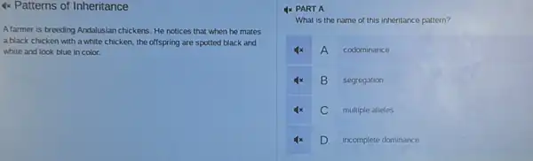 4x Patterns of Inheritance
A farmer is breeding Andalusian chickens. He notices that when he mates
a black chicken with a white chicken, the offspring are spotted black and
white and look blue in color.
Ix PART A
What is the name of this inheritance pattern?
4x A codominance
4x B segregation
4x C multiple alleles
4x D incomplete dominance