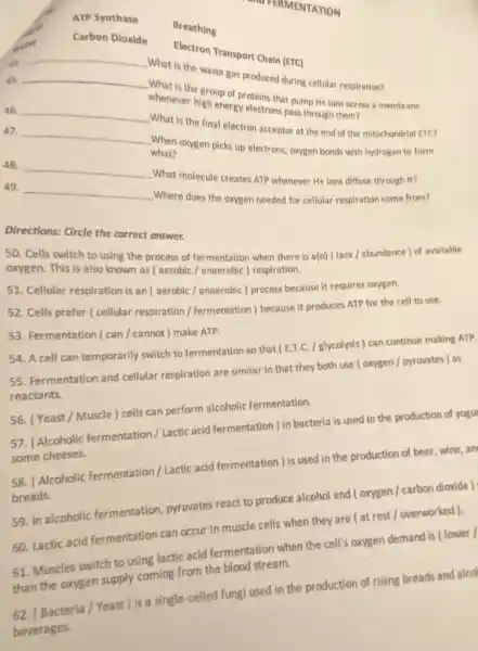 ATP Synthase
Carbon Dioxide
Transport Chain (ETC)
44 __
What is the waste gas produced during cellula:respiration?
as
__
the group of proteins that pump H+ion across a membrane
Whenever high energy electron pass through them?
47.
__
When oxygen picks up electrons, oxygen bonds with hydrogen to form
__
What is the final electron acceptor at the end of the mitochondrial ETC?
what?
48
__
What molecule creates ATP whenever Hi ions diffuse through it?
49.
__
Where does the oxygen needed for cellular respiration come from?
Directions: Circle the correct answer.
50. Cells switch to using the process of fermentation when there is a(n) (lack/abundance) of avallable
oxygen. This is also known as ( aerobic/anaerobic ) respiration.
51. Cellular respiration is an [ aerobic/anaerobic ) process because it requires oxygen.
52. Cells prefer ( cellular respiration / fermentation because it produces ATP for the cell to use.
53. Fermentation ( can / cannot) make ATP.
54. A cell can temporarily switch to fermentation so that (E.T.C.glycolysis ) can continue making ATP
55. Fermentation and cellular respiration are similar In that they both use [ oxygen/pyruvates ) as
reactants.
56. (Yeast/Muscle ) cells can perform alcoholic fermentation.
57. (Alcoholic fermentation / Lactic acid fermentation )in bacteria is used in the production of yogu
some cheeses.
58. (Alcoholic fermentation / Lactic acid fermentation ) ) is used in the production of beer wine,an
breads
59. In alcoholic fermentation, pyruvates react to produce alcohol and ( oxygen/carbon dioxide)
60. Lactic acid fermentation can occur in muscle cells when they are ( at rest / overworked ).
61. Muscles switch to using lactic acid fermentation when the cell'oxygen demand is (lower/
than the oxygen supply coming from the blood stream.
62. (Bacteria/Yeast ) Is a single-celled fungi used in the production of rising breads and alco
beverages.