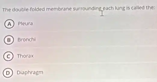 The double-folded membrane surrounding each lung is called the:
A Pleura
B Bronchi
C Thorax
D Diaphragm