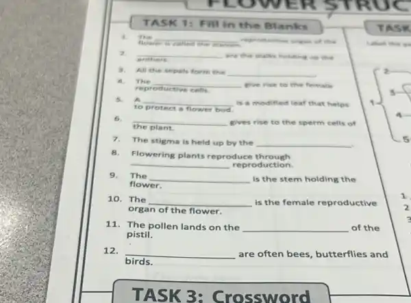 ER STRU
TASK 1: Fill in the Blanks
3. The __ reprobuctive organ of the
__ are the stalls holding up the
3. All the sepals form the __	z
The
__ give rise to the female
reproductive cells
3
5. A __ is a modified leaf that helps
to protect a flower bud
6. __ gives rise to the sperm cells of
plant
7.The stigma is held up by the
__
.
8.Flowering plants reproduce through
__ reproduction.
9. The __ is the stem holding the
flower.
10. The
__ is the female reproductive
organ of the flower.
11. The pollen lands on the __ of the
pistil.
12. __ are often bees , butterflies and
birds
1
TASK