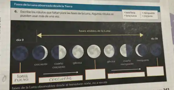 Fases de la Luna observada desdela Tierra
6. Escribe los rótulos que faltan para las fases de la Luna.Algunos rótulos se
pueden usar más de una vez.
- luna llena
- luna nueva
- menguante
- creciente
square