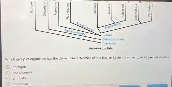 Which group of organisms has the derived characteristics of true tissues, bilateral symmetry, and a pseudocoelom?
sponges
roundworms
annelids
chordates