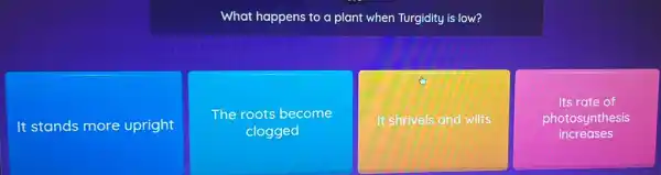 What happens to a plant when Turgidity is low?
It stands more upright
The roots become
clogged
It shrivels and wilts
square 
Its rate of
photosynthesis