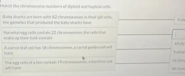 Match the chromosome numbers of diploid and haploid cells.
9ch
square 
Baby sharks are born with 82 chromosomes in their gill cells.
the gametes that produced the baby sharks have
Narwhal egg cells contain 22 chromosomes, the cells that
make up their tusk contain
A carrot leaf cell has 18 chromosomes, a carrot pollen cell will
have
The egg cells of a lion contain 19 chromosomes a llon llver cell
will have
square 
square 
44 chr
9 chro
41 chro
square