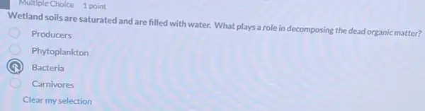 Multiple Choice 1 point
Wetland soils are saturated and are filled with water. What plays a role in decomposing the dead organic matter?
Producers
Phytoplankton
A Bacteria
Carnivores
Clear my selection