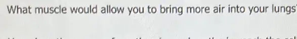 What muscle would allow you to bring more air into your lungs
