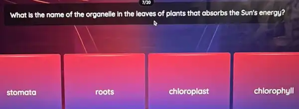 What is the name of the organelle in the leaves of plants that absorbs the Sun's energy?
stomato
roots
chloroplast
chlorophyll