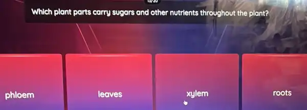 Which plant parts carry sugars and other nutrients throughout the plant?
phloem
leaves
xylem