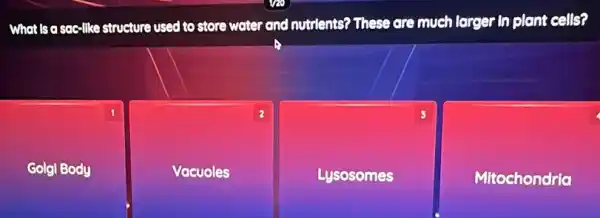 What is a sac-like structure used to store water and nutrients? These are much larger in plant cells
square 
square 
2
square 
square 
because