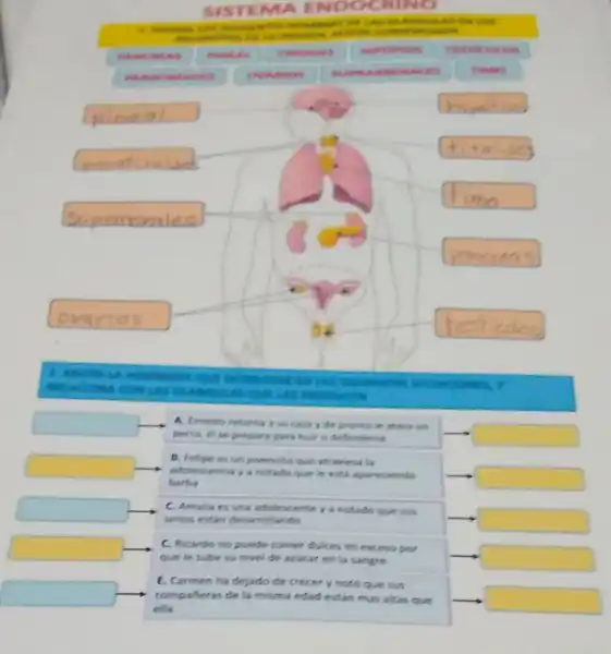 SIST EMA ENDC NO
1. Whe .
ances on is is on ANCH conc SPONDA
is not mars be kite
EAS
nacioes
vises
TEST is
cross
son
SUP RAME UNAL rs
TIMO
particial
square  be strict
square 
square 
Trios
communi
square 
square 
perro, el se prepar para huir o defenderse
A. Ernesto retoma a success y do pronto in stars un
square 
barba
B. Felipe es un prencto que atraviesa is
adolescencia ya notado que le esta aparecendo
square 
senos estin desarrollando
C. Amalia es una adolescenter a notado que sus
square 
que le sube su nivel de azicar en la sangre
C. Ricardo no puede comer dulces en excess pot
square  compafieras de la misma edad
E. Carmen ha dejado de crecery noto que sun
square 
square 
square