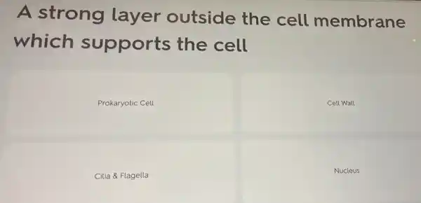 A strong layer outside the cell membrane
which supports the cell
Prokaryotic Cell
Cell Wall
Cilia & Flagella
Nucleus