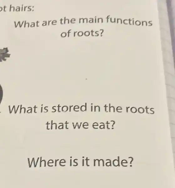 t hairs:
What are the main functions
of roots?
What is stored in the roots
that we eat?
Where is it made?