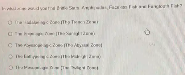 In what zone would you find Brittle Stars Amphipodas, Faceless Fish and Fangtooth Fish?
The Hadalpelagic Zone (The Trench Zone)
The Epipelagic Zone (The Sunlight Zone)
The Abyssopelagic Zone (The Abyssal Zone)
The Bathypelagic Zone (The Midnight Zone)
The Mesopelagic Zone (The Twilight Zone)