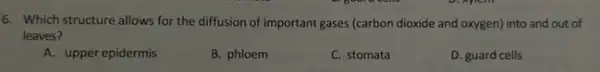 6. Which structure allows for the diffusion of important gases (carbon dioxide and oxygen) into and out of
leaves?
A. upper epidermis
B. phloem
C. stomata
D. guard cells