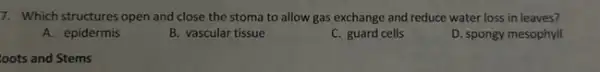 7. Which structures open and close the stoma to allow gas exchange and reduce water loss in leaves?
A. epidermis
B. vascular tissue
C. guard cells
D. spongy mesophyll
loots and Stems