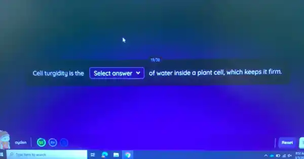 Cell turgidity is the square  v of water inside a plant cell, which keeps it firm.